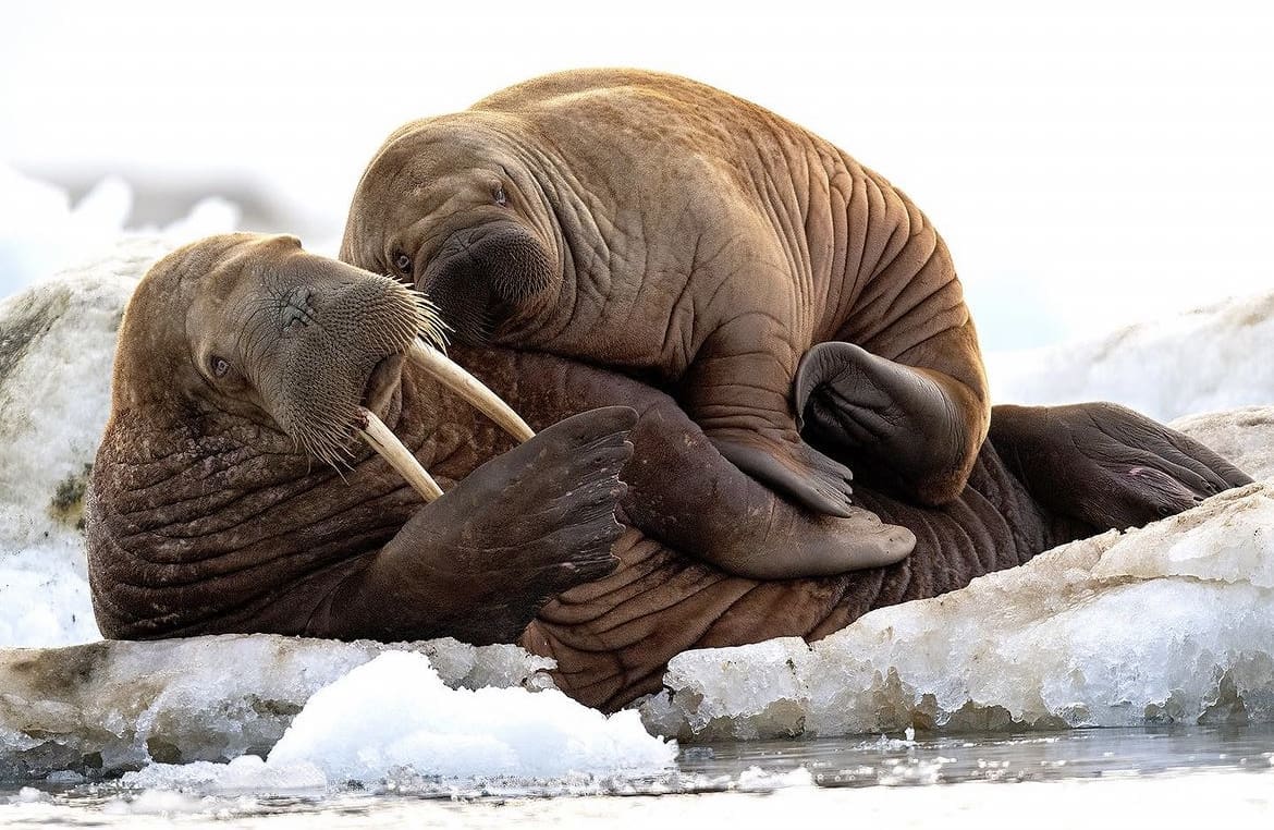 Native wildlife in Svalbard, Norway